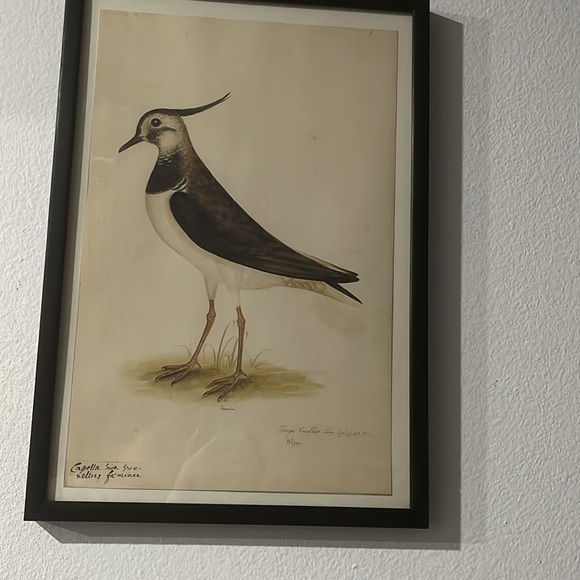 18th CENTURY BIRD RE-STRIKE XVl ✨✨ - Picture 8 of 10